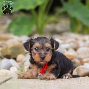 Baklava, Yorkie Poo Puppy