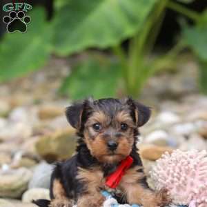 Baklava, Yorkie Poo Puppy
