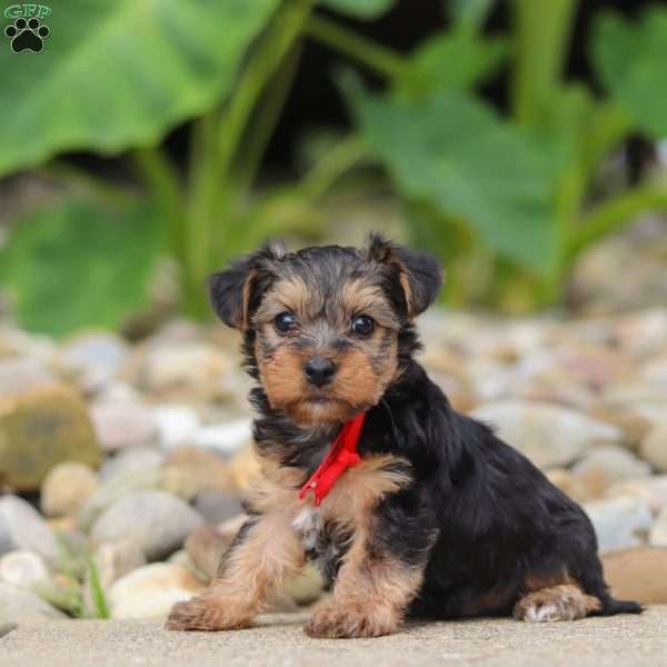 Baklava, Yorkie Poo Puppy