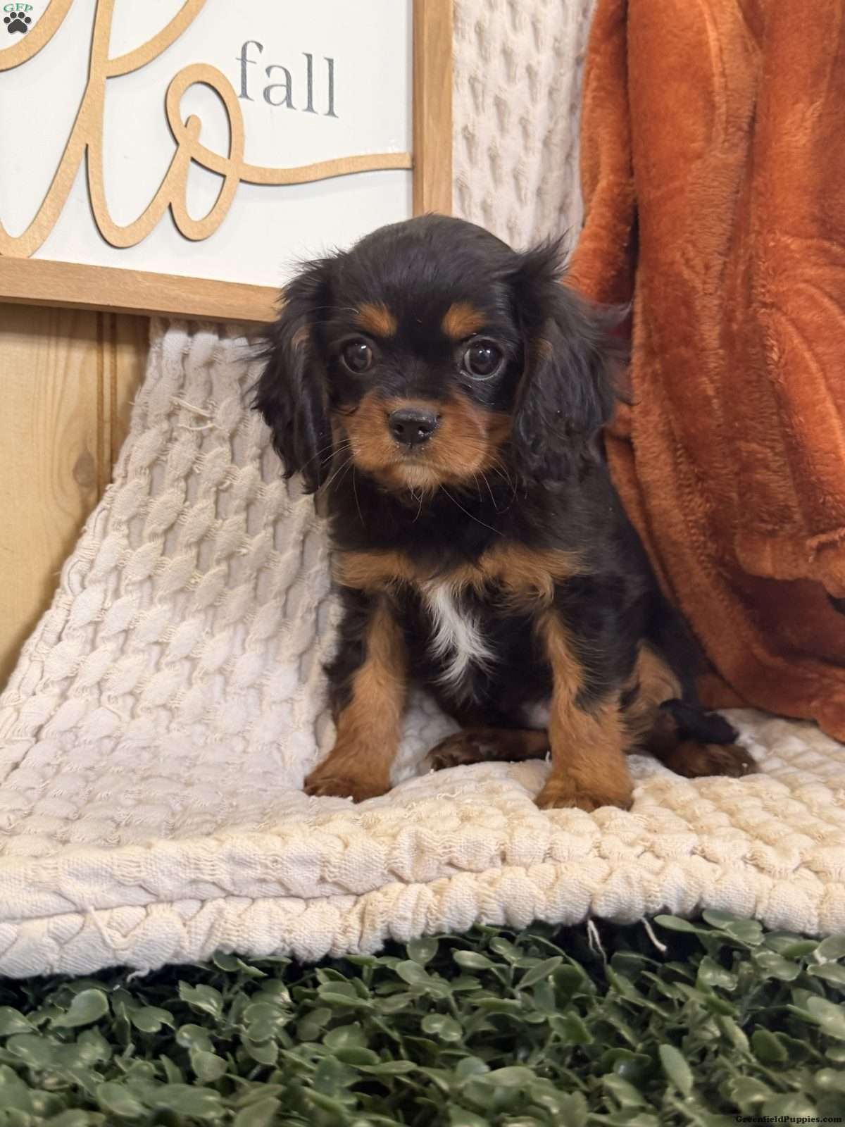 Bandit (Cavalier King Charles Spaniel, Male) in Topeka, IN