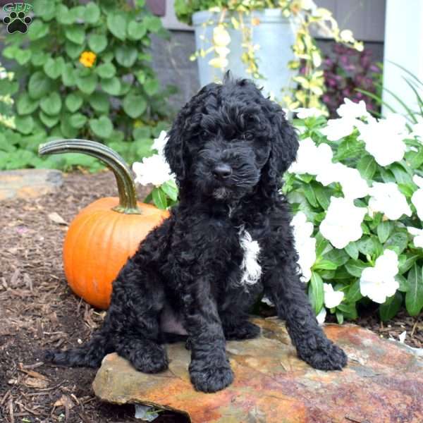 Bandit, Cavapoo Puppy