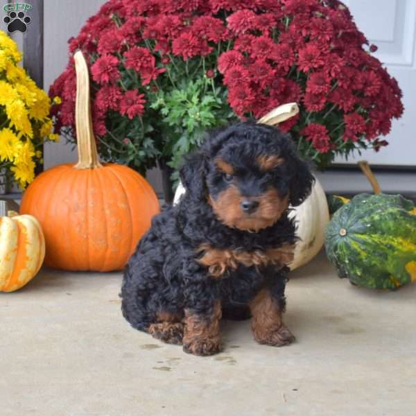 Bandit, Yorkie Poo Puppy