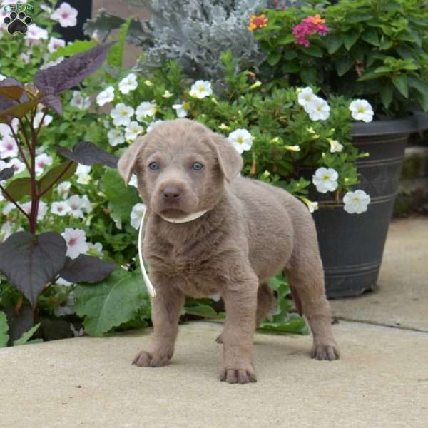Bandit, Silver Labrador Retriever Puppy