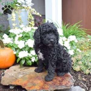 Bandit, Cavapoo Puppy