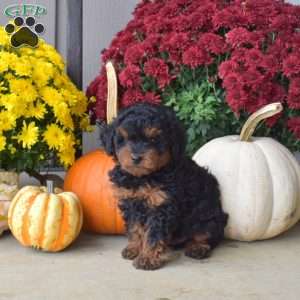 Bandit, Yorkie Poo Puppy