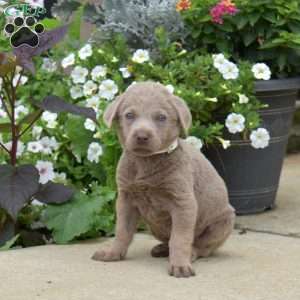 Bandit, Silver Labrador Retriever Puppy