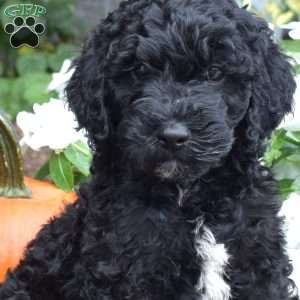 Bandit, Cavapoo Puppy
