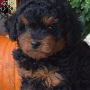 Bandit, Yorkie Poo Puppy