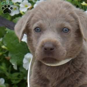 Bandit, Silver Labrador Retriever Puppy