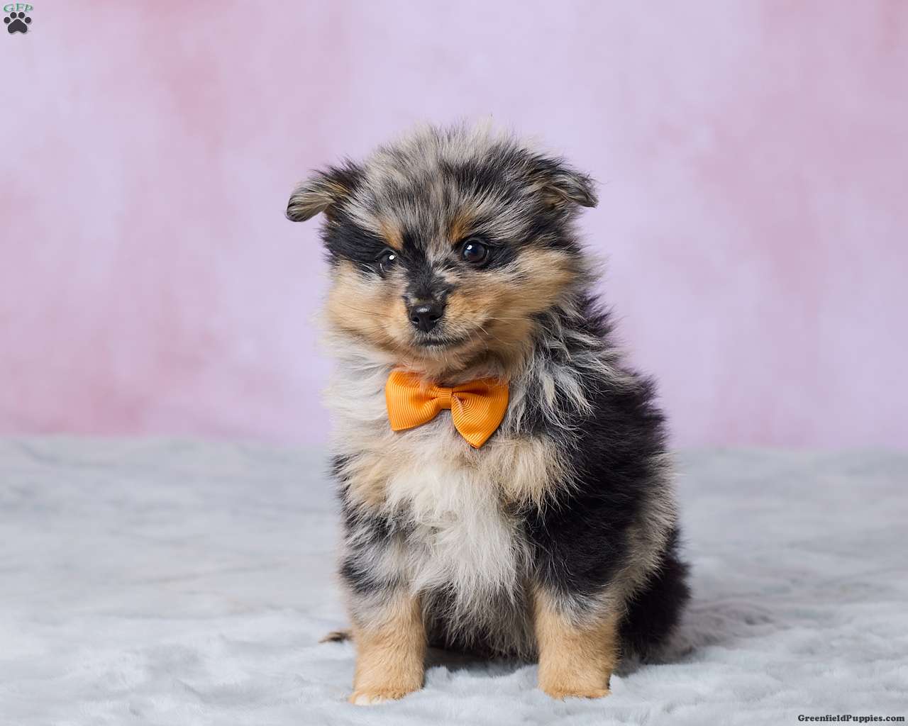 Banjo (Pomeranian, Male) in Millersburg, OH