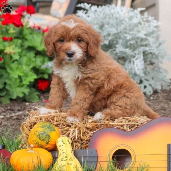 Banjo, Mini Goldendoodle Puppy