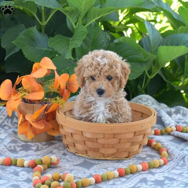 Banjo, Toy Poodle Puppy