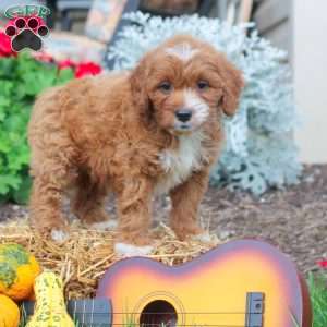 Banjo, Mini Goldendoodle Puppy