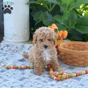 Banjo, Toy Poodle Puppy