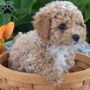 Banjo, Toy Poodle Puppy