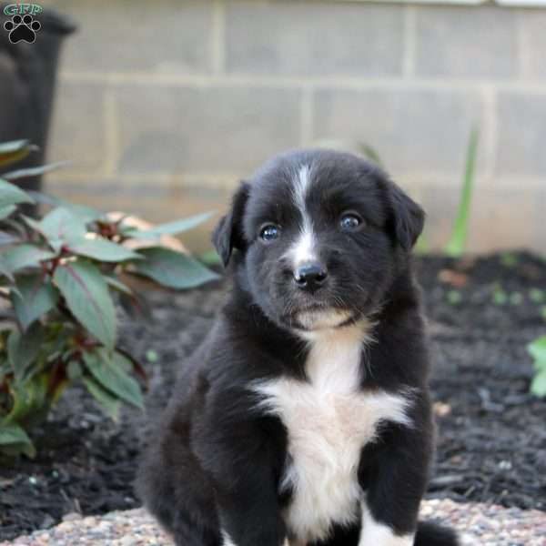 Banjo, Border Collie Mix Puppy