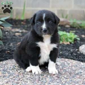 Banjo, Border Collie Mix Puppy