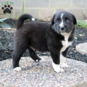 Banjo, Border Collie Mix Puppy