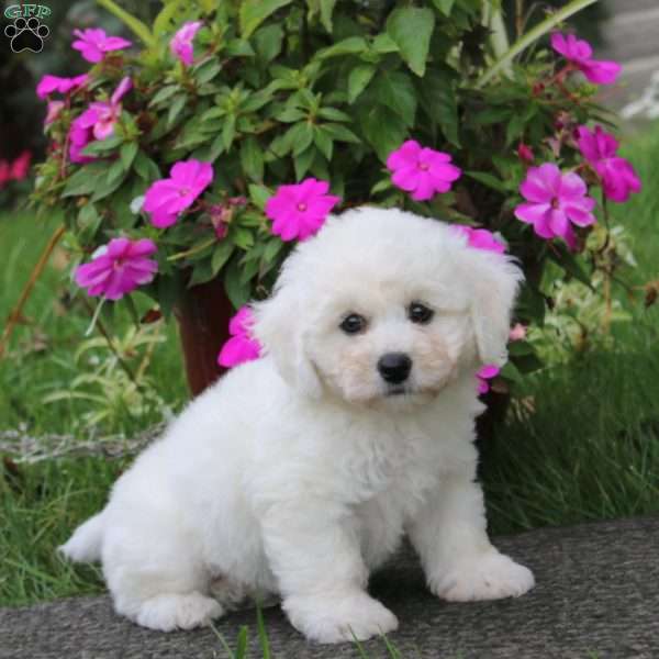 Barbie, Bichon Frise Puppy