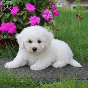 Barbie, Bichon Frise Puppy