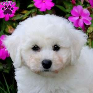 Barbie, Bichon Frise Puppy