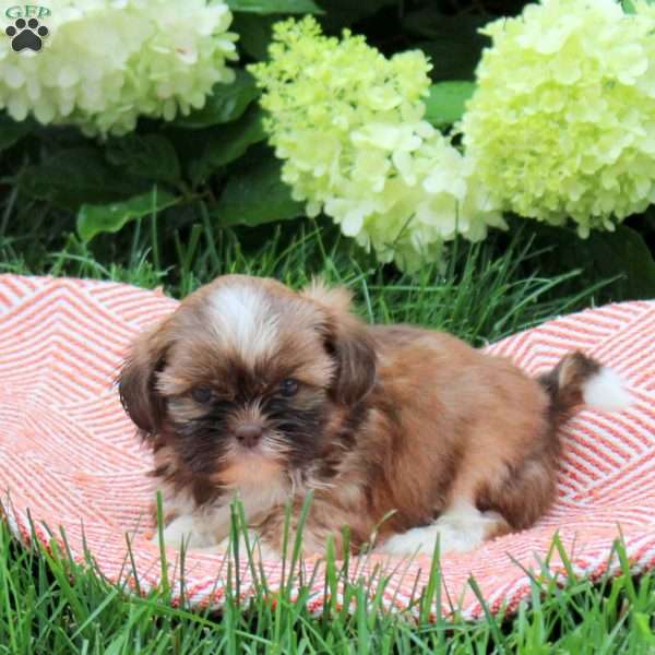 Barkley, Shih Tzu Puppy
