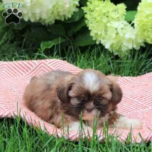 Barkley, Shih Tzu Puppy