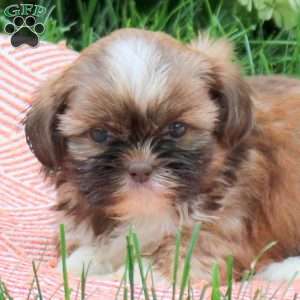 Barkley, Shih Tzu Puppy