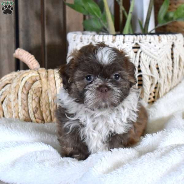 Barley, Shih-Poo Puppy