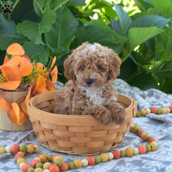 Barley, Toy Poodle Puppy