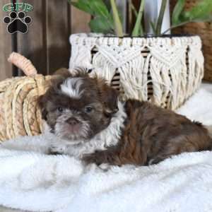 Barley, Shih-Poo Puppy
