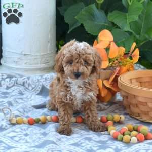 Barley, Toy Poodle Puppy