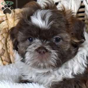 Barley, Shih-Poo Puppy
