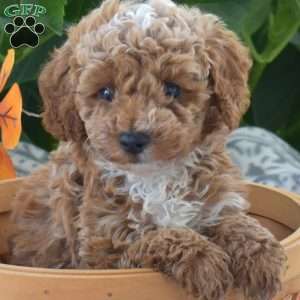 Barley, Toy Poodle Puppy