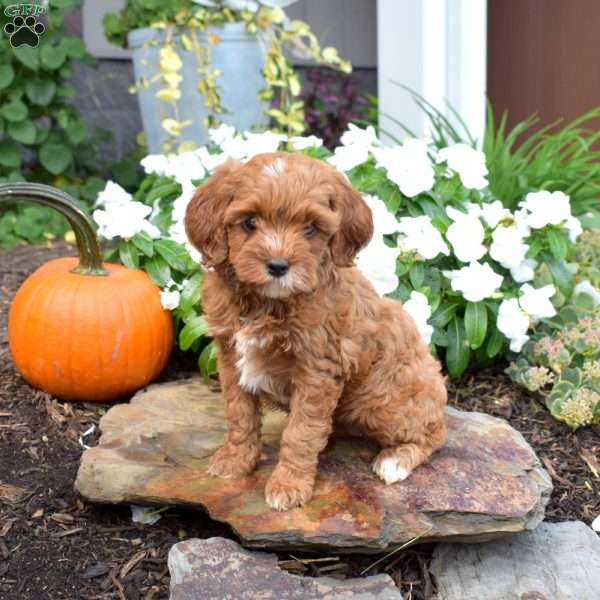 Baylee, Cavapoo Puppy