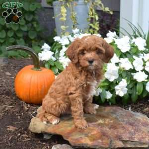 Baylee, Cavapoo Puppy