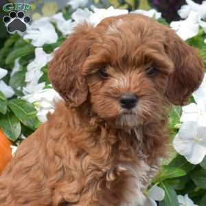 Baylee, Cavapoo Puppy