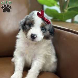 Bea, Mini Bernedoodle Puppy