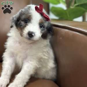 Bea, Mini Bernedoodle Puppy