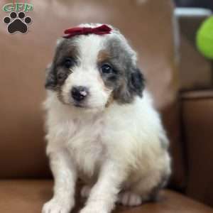 Bea, Mini Bernedoodle Puppy
