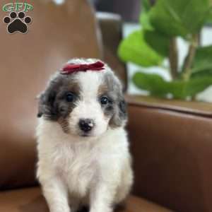 Bea, Mini Bernedoodle Puppy