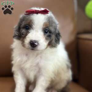 Bea, Mini Bernedoodle Puppy