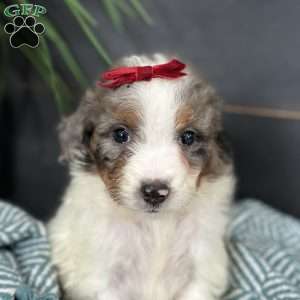 Bea, Mini Bernedoodle Puppy