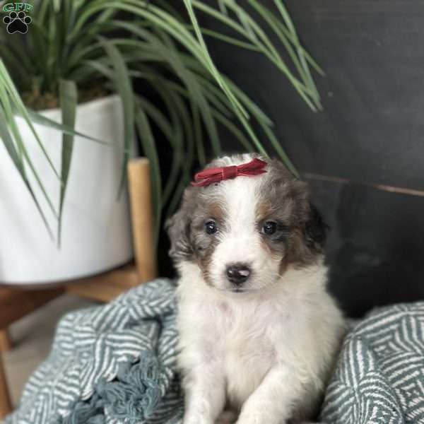 Bea, Mini Bernedoodle Puppy