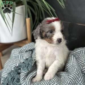 Bea, Mini Bernedoodle Puppy