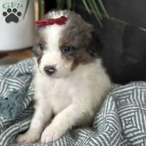 Bea, Mini Bernedoodle Puppy