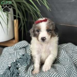 Bea, Mini Bernedoodle Puppy
