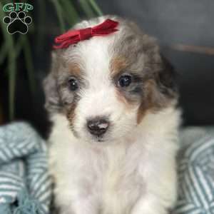 Bea, Mini Bernedoodle Puppy
