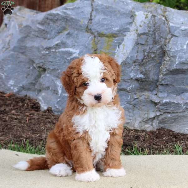 Bear, Mini Bernedoodle Puppy