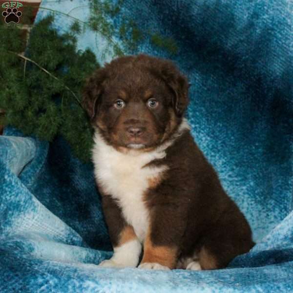 Bear, Miniature Australian Shepherd Puppy